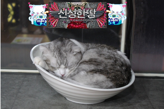 Seoul Diary: Cat Cafe
