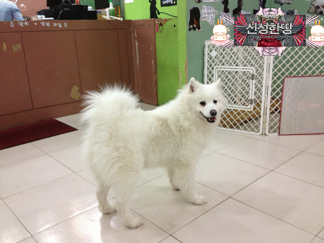 Seoul Diary: Dog Cafe